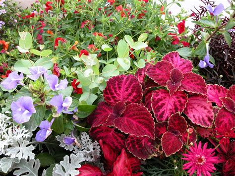 A collection of annuals... | Annual plants, Plants, Flowers