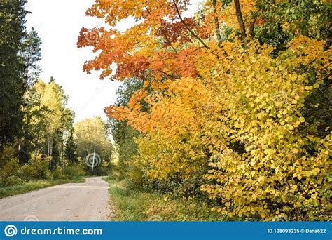 Colorful Autumn Landscape In Sunny Day Stock Image Image Of