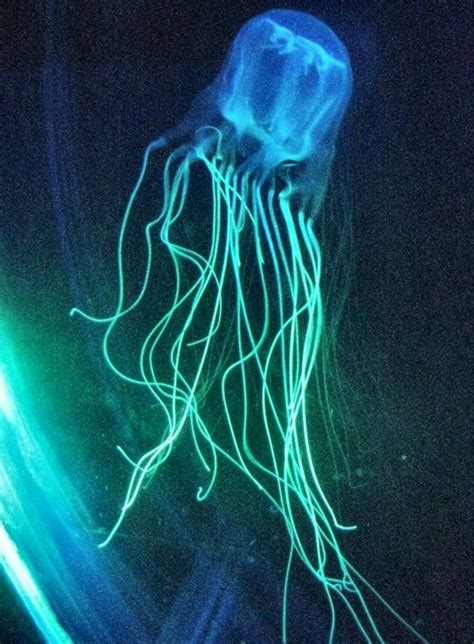 Australian Box Jellyfish Chironex Fleckeri Deadly Animals Top 10
