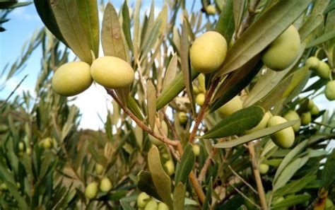 El Olivo Características Fruto Cultivo Cuidado Árbol Planta