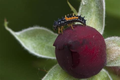 A Ladybugs Bright Colors Advertise Toxic Chemical Defenses Colorado