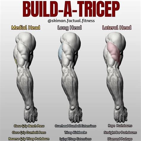Build A Tricep First Off Lets Give You Some Info On How The Tricep Is
