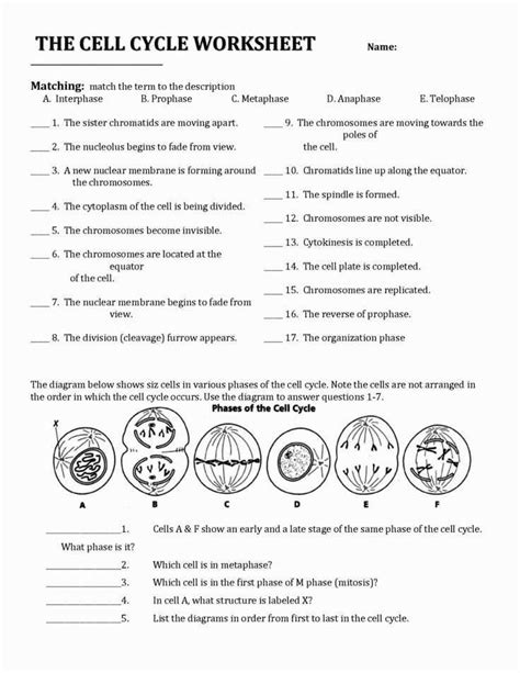 Cell Division And Mitosis Worksheet Answer Key Semesprit Cell Cycle