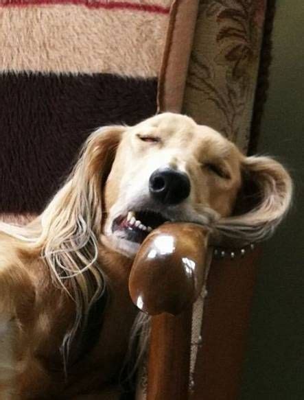 40 Ideas For Dogs Funny Faces Sleep Funny Dog Faces Cute Dogs Images