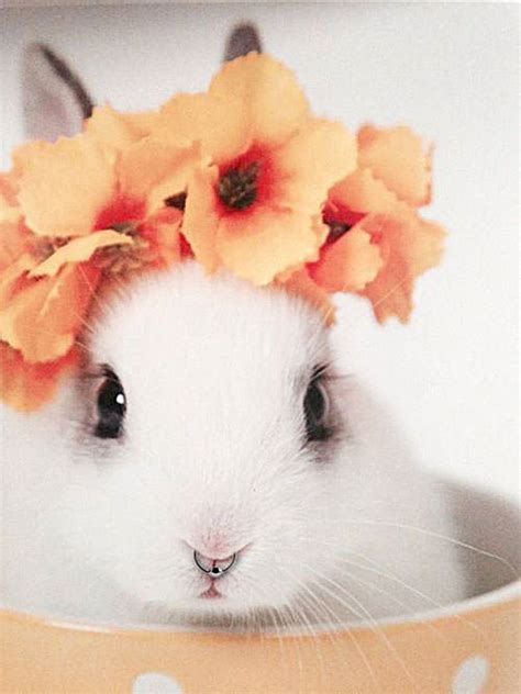 White Rabbit With Flower Crown Cute Creatures Beautiful Creatures