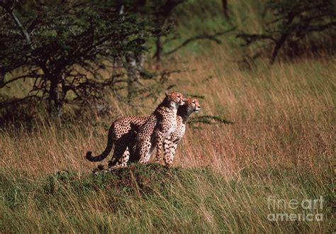 Cheetahs Photograph By John Readerscience Photo Library Fine Art America