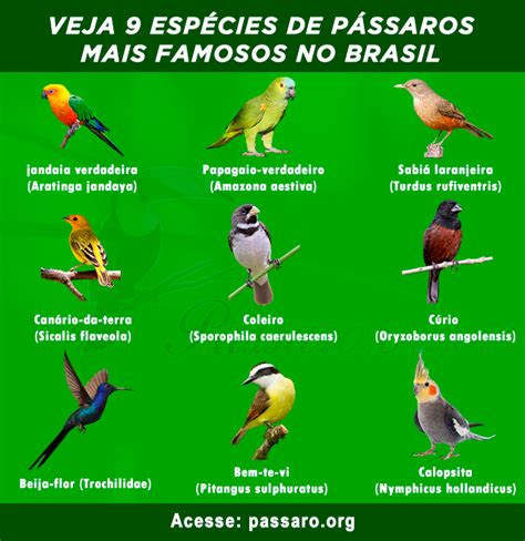 13 Espécies De Pássaros Mais Famosos Do Brasil Pássaros
