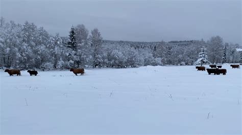 Scottish Highland Cattle In Finland Cows Running In The Snow Youtube