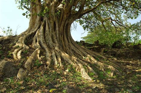 Liliana Usvat Reforestation And Medicinal Use Of The Trees Warka Tree