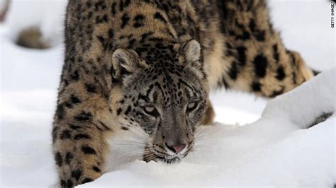 Elusive Snow Leopards Discovered In Remote Corner Of Afghanistan