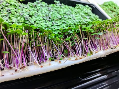How To Grow Microgreens Without Soil Step By Step Guide Gardening Heavn