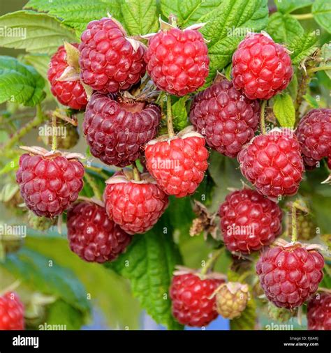 Raspberries Of Cultivar Autumn Bliss On A Bush Hi Res Stock Photography