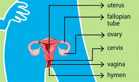 Female External Anatomy Diagram