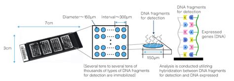 outline of dna microarrays 3d gene® [toray dna chips] toray