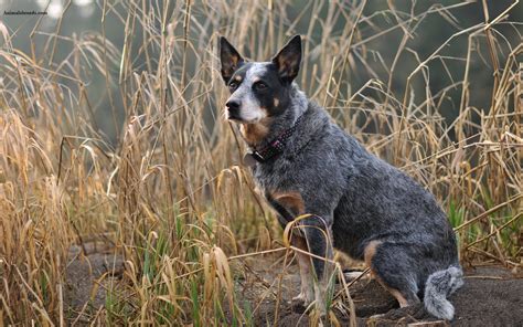 Australian Cattle Dog Puppies Rescue Pictures Information