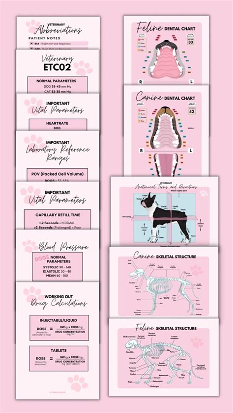 Vet Nurse Guides Including Anatomical Directions Feline And Canine
