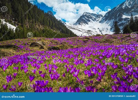 Alpine Slopes With Purple Crocus Flowers And Snowy Mountains Romania