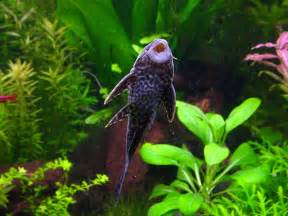 Freshwater Tropical Fish Profiles: Bottom Feeders Witness This