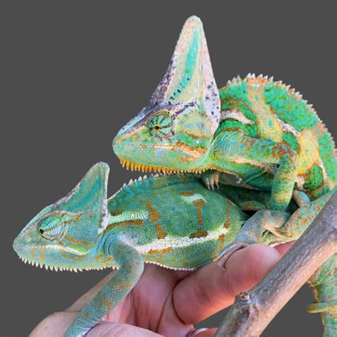 Veiled Chameleon Care Chameleon Academy