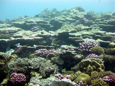 Noaa Coral Reef Ecosystem Division Mission Blog Palmyra Undwater