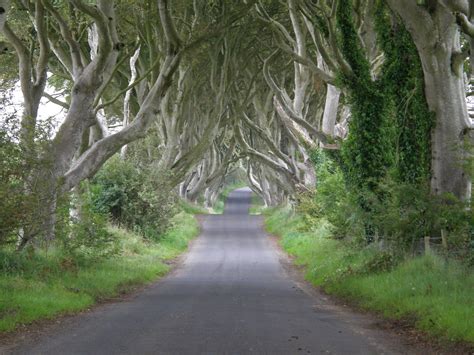 The Dark Hedges Northern Ireland Reminds Me Of A Fairy Tale