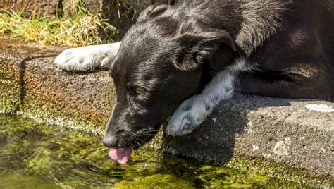 Perhaps your pup is having milk or some other liquid and so it doesn't feel the. Polydipsia (Increased Thirst) In Dogs: Symptoms, Causes, & Treatments - Dogtime
