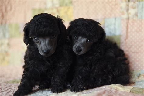 Harper And Scout My Five Week Old Silver Toy Poodle Puppies Silvers