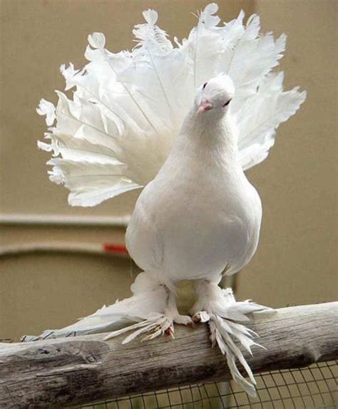110 Best Doves Baby Doves Images On Pinterest White Doves Holy