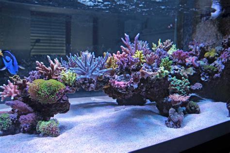 4.6 out of 5 stars. Cool reef tank aquascapes? | REEF2REEF Saltwater and Reef ...