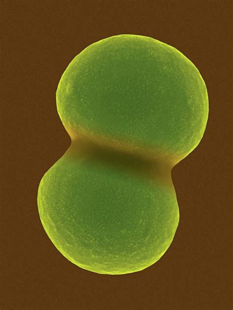 Staphylococcus Aureus Photograph By Dennis Kunkel Microscopy Science