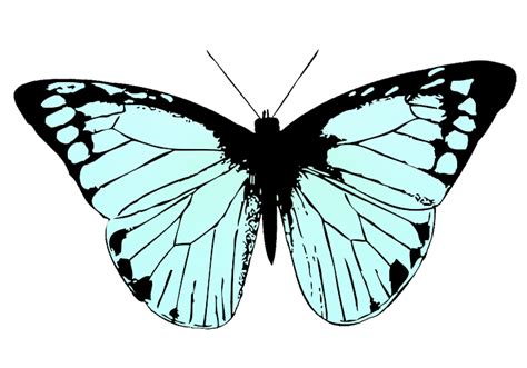 Cartoon Butterfly Wing Clipart Best