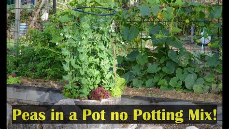 Growing Peas In A Pot Container Gardening Small Spaces Newbieto Gardening