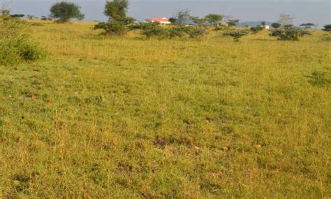 Buying Land In Kenya Step By Step Guide Into Buying Land In Kenya