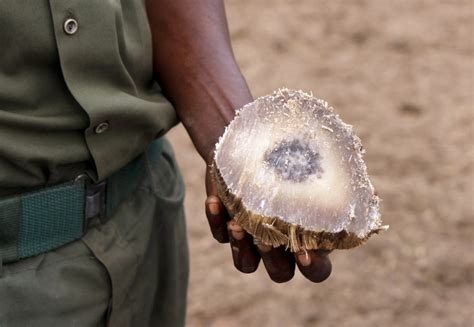 Biotech Firm Pembient To Roll Out 3d Printed Rhino Horns