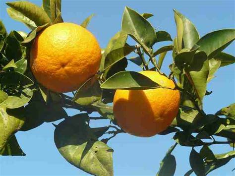 Malta Fruit Vs Orange Know The Differences
