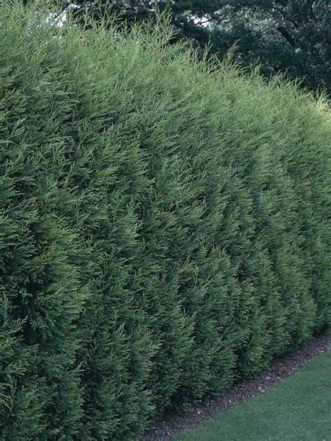 Quality trees, free shipping, low prices, volume discounts, our industry leading guarantee, and choose your own shipping date. Fast Growing Trees | Privacy landscaping, Privacy plants ...