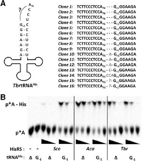 recognition of trna his in t brucei does not require the g −1 identity download scientific