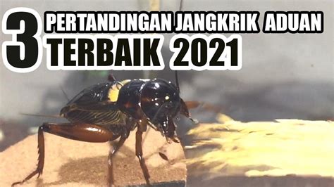 3 Pertandingan Jangkrik Aduan Terbaik Tahun 2021 Adu Jangkrik Youtube