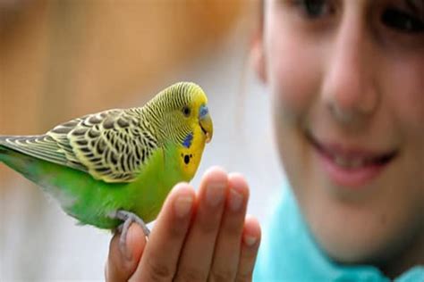 Are Birds Good Pets For Kids Pets Retro