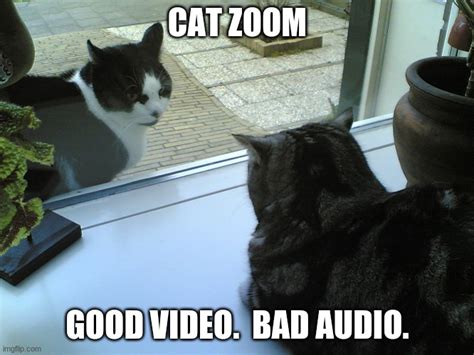 Awesome Cat Meme For Zoom Background