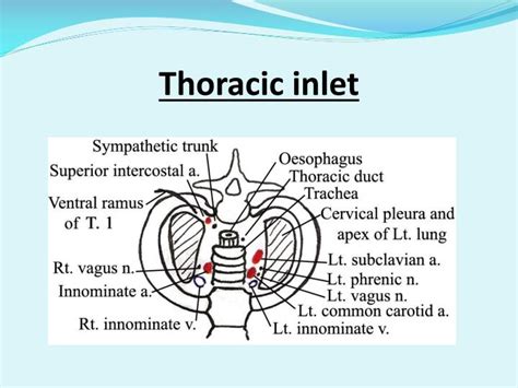 Thoracic Wall Thoracic Inlet Sternal Angle Typicla In