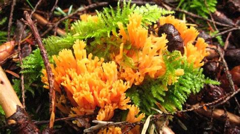 Orange Jelly Belly Coral Mushrooms Vancouver Island Bc Gohikingca