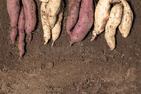 Different Kinds Of Sweet Potato Harvest Roots Of Sweet Potato Stock