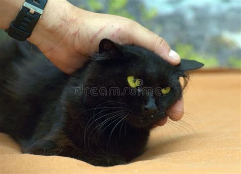 Black Fluffy Cat With Green Eyes Stock Photo Image Of Look Horror