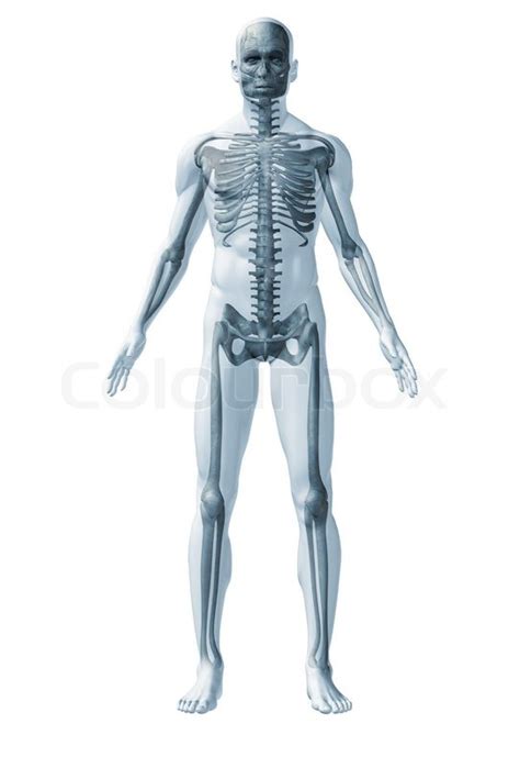 Skeleton Human The Abstract Image Of Human Anatomy Through A