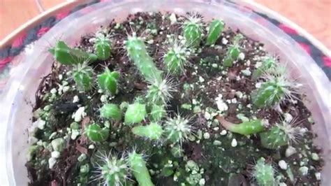Cactus Seedlings Saguaro Golden Barrel And Others Youtube