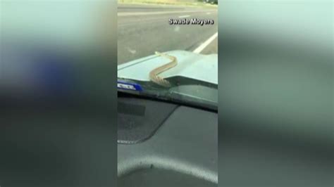 Snake Slithers From Trucks Hood In Middle Of Highway