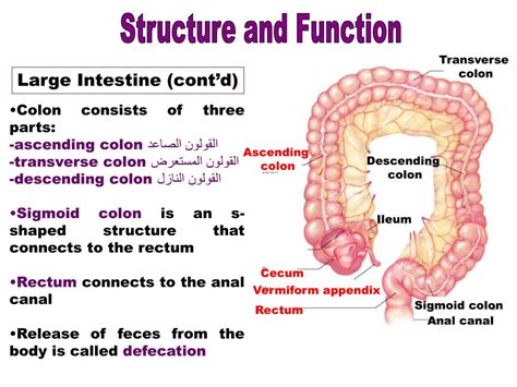 ppt digestive system powerpoint presentation free download id 1898501