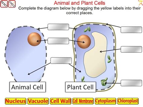 Which of the following structure can be found in a plant cell but not an animal cell? Parts of a Cell quiz : Biological Science Picture ...