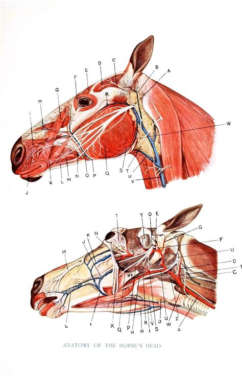 Miologia Del Equino Anatomy Head Skull Anatomy Horse Anatomy Animal